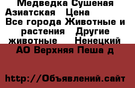 Медведка Сушеная Азиатская › Цена ­ 1 400 - Все города Животные и растения » Другие животные   . Ненецкий АО,Верхняя Пеша д.